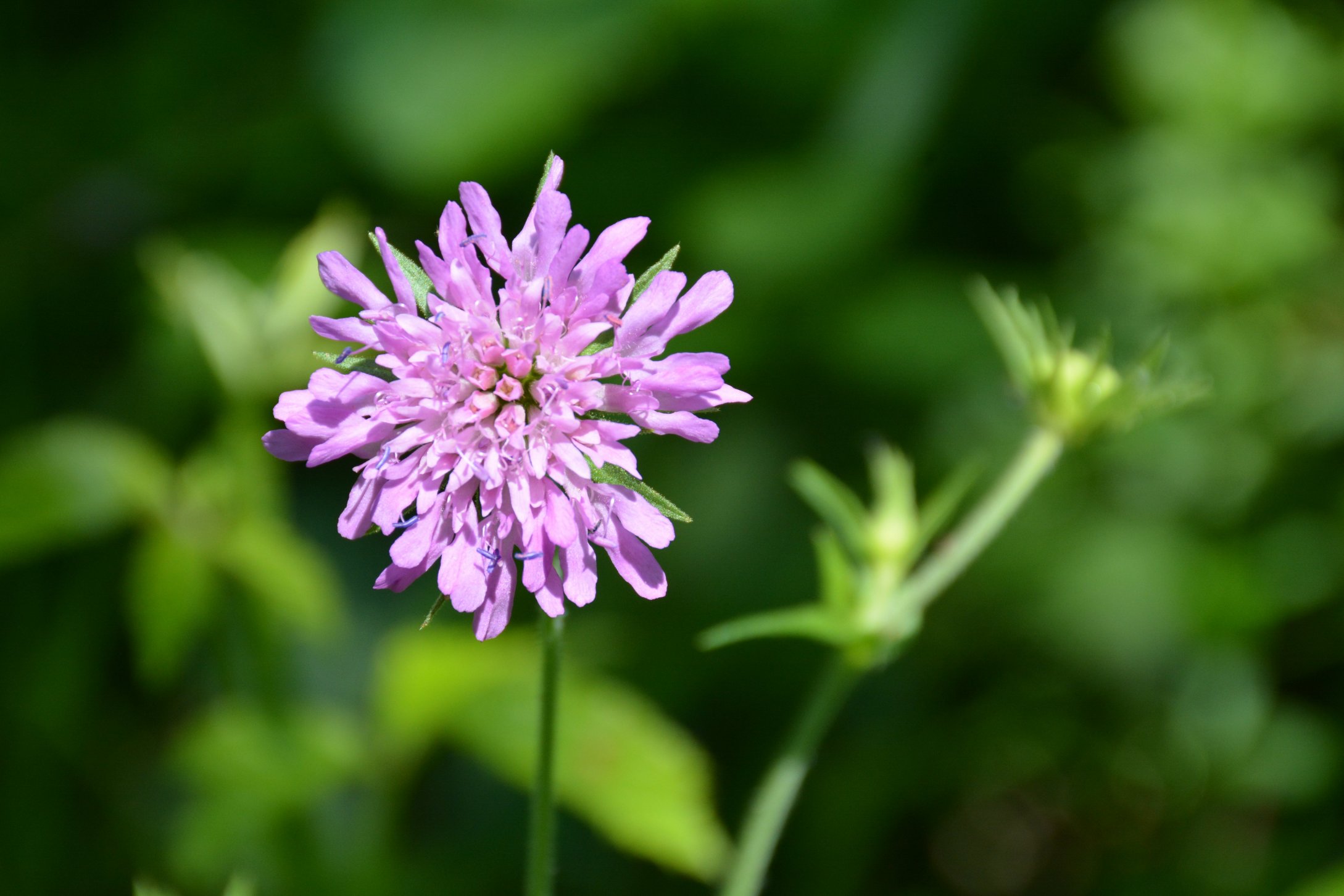 Knautia arverniensis?